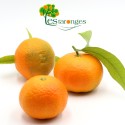 Mandarin Hernandina 15Kg