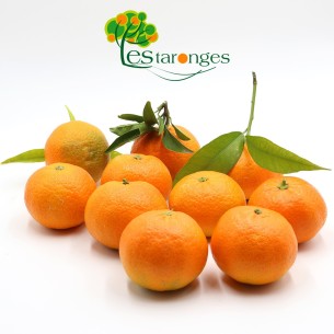 10Kg Tangerines Hernandinas (No mesh)