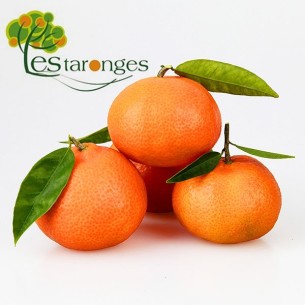 15Kg Mandarinas Clementinas en 6 mallas